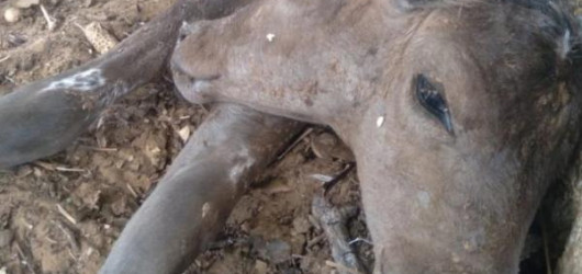 Bezerra com duas cabeças nasce no Piauí e surpreende produtor da zona rural