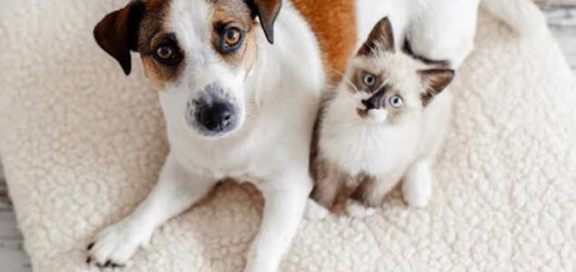 Lei estadual permite trânsito de animais pequenos em ônibus e shoppings no Piauí