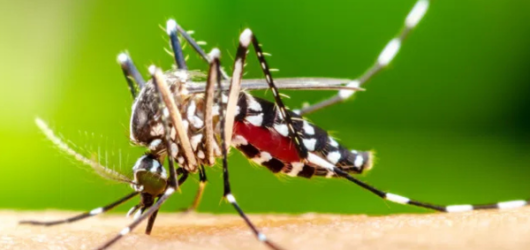 Dois adultos e uma  criança estão em estado grave após surto de dengue em Simplicio Mendes