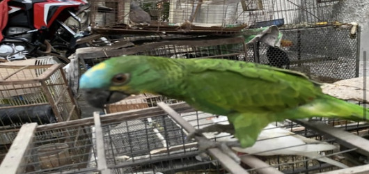 Polícia resgata 70 animais silvestres mantidos em cativeiro no Norte do Piauí