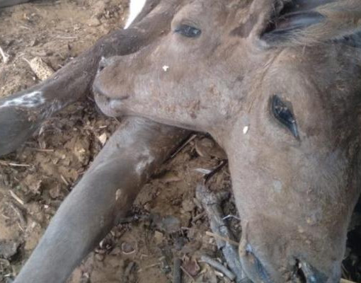 Bezerra com duas cabeças nasce no Piauí e surpreende produtor da zona rural
