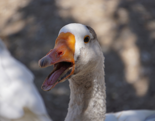 O foie gras entrou em pauta no país da feijoada