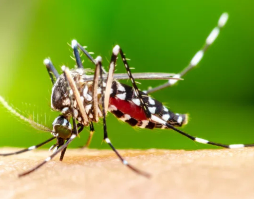 Dengue avança no Piauí e coloca 28 cidades em alto risco