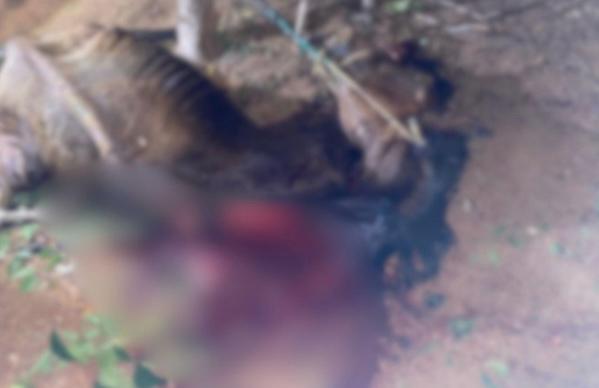 Cavalo é amarrado e morto a facadas após invadir propriedade rural no Piauí