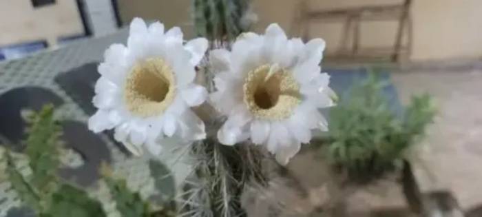 Projeto cataloga e analisa espécies vegetais encontradas Serra da Capivara