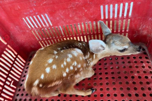 PM resgata filhote de cervo no Piauí e leva animal para cuidados em Teresina
