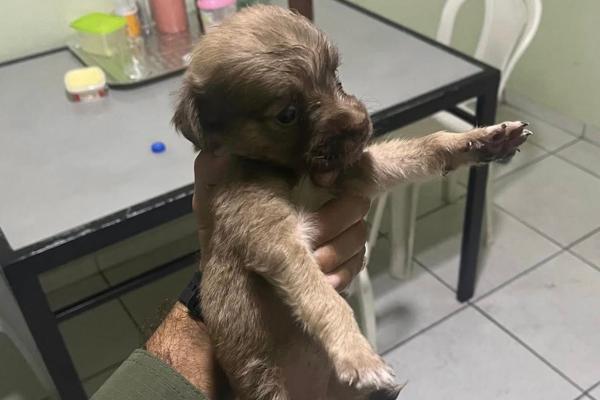 Filhote de cachorro é salvo por PM na PI-112 e se torna mascote do 26º Batalhão