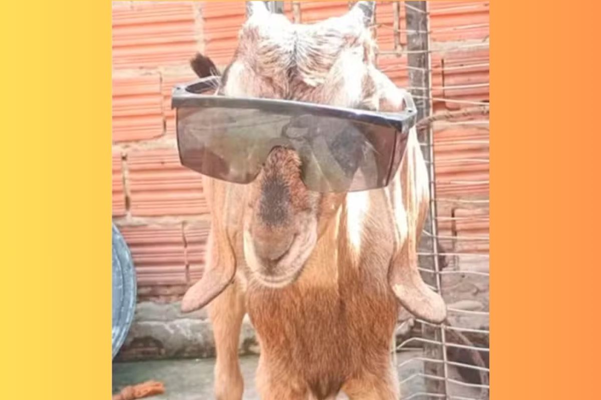 Bode entra em brincadeira infantil e vídeo viraliza em Floriano