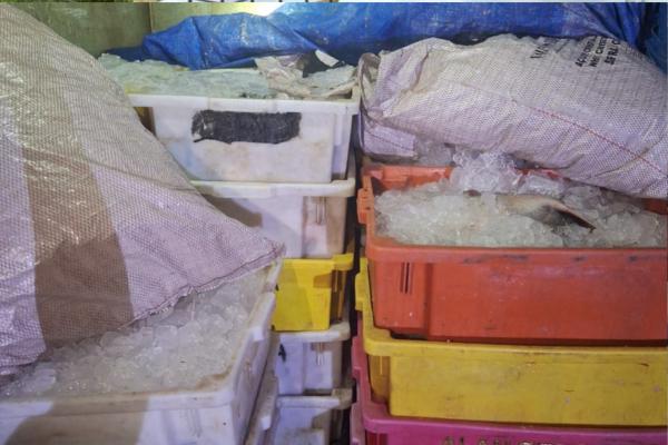 Uma tonelada de pescado ilegal é apreendida em São Raimundo Nonato