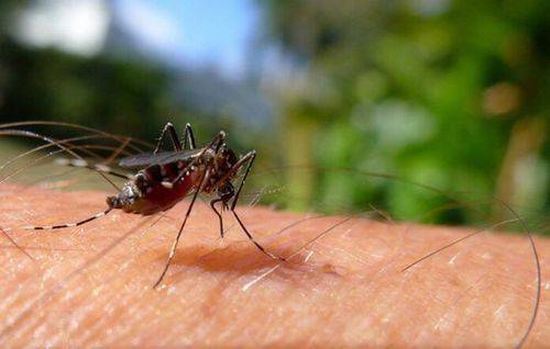 Piauí mantém redução de casos de dengue e chikungunya, diz Sesapi