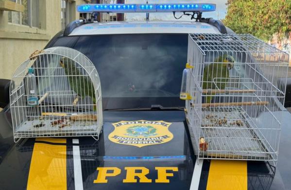 Duas aves silvestres são resgatadas pela PRF durante patrulhamento em Parnaíba