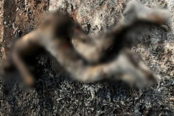 Corpo com tatuagem de palhaço é achado carbonizado na BR-226 em Timon