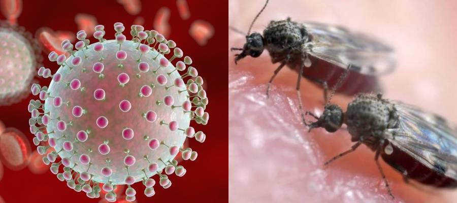 Sobe para 8 o número de casos de Febre Oropouche no Piauí, diz Sesapi