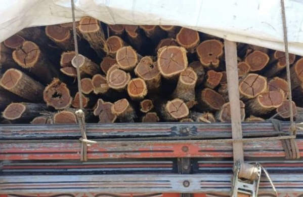 Ibama destina madeira apreendida para uso educacional no IFPI de Oeiras