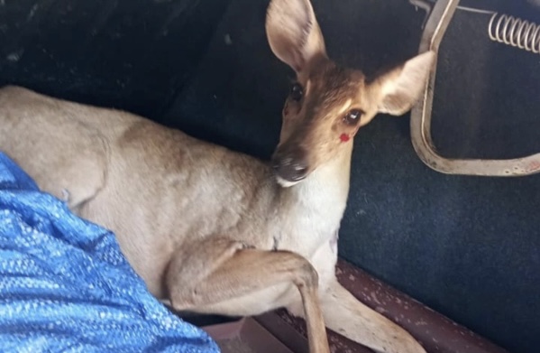 Polícia Ambiental resgata cerva encontrada em bairro da zona Sul de Teresina