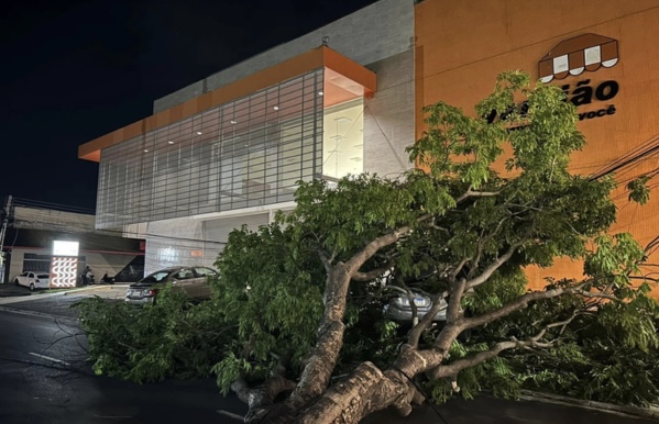 Queda de árvore provoca queda de energia e danos a veículos em Teresina