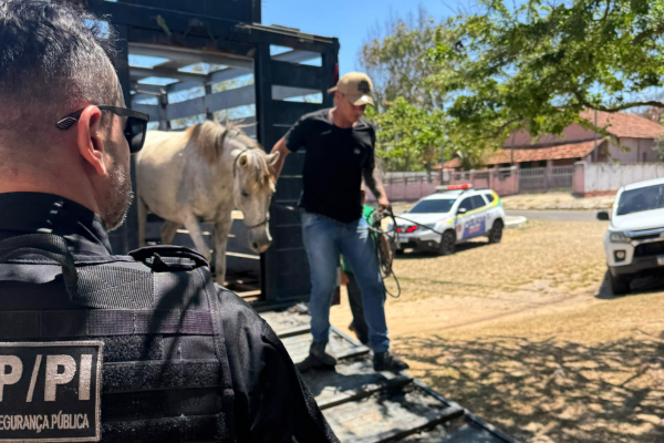 Seis pessoas são detidas e mais de 20 animais apreendidos em operação no litoral do Piauí