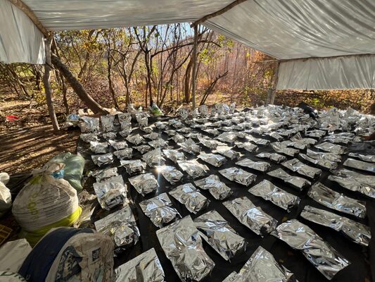 DENARC destrói roça com 130 mil pés de maconha e apreende 400 kg da droga no Piauí