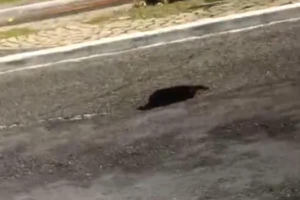 Trecho da Av. Raul Lopes é isolado após erosão abrir buraco na pista