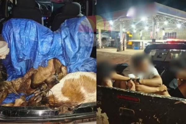 Grupo é interceptado com animais furtados na zona rural de José de Freitas