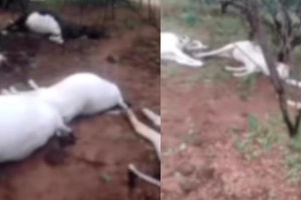 Oito animais morrem após raio atingir propriedade rural no interior do Piauí