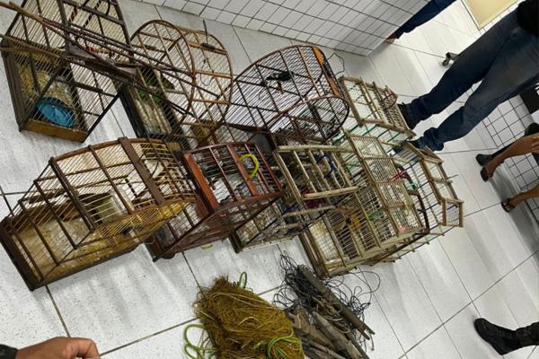 Polícia apreende 40 aves silvestres durante operação ambiental no Norte do Piauí